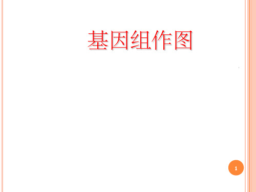 基因组作图ppt课件(1)