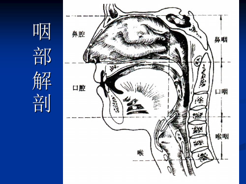 上海五官科医院耳鼻喉科教案-咽