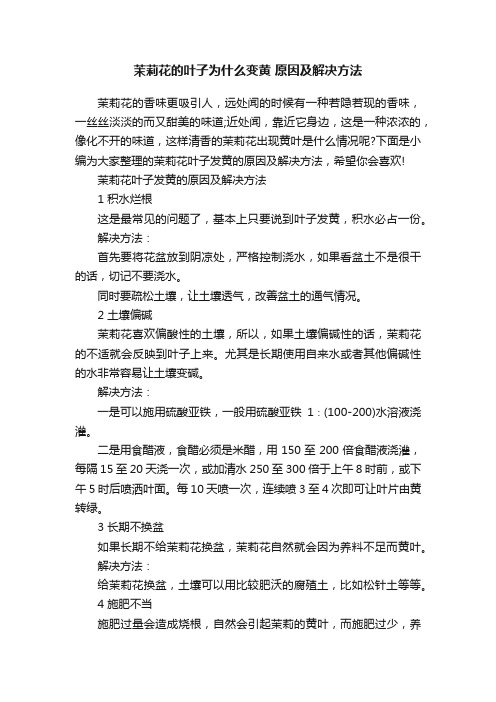 茉莉花的叶子为什么变黄原因及解决方法