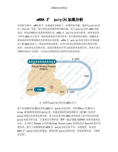  mRNA 3’ poly(A)加尾分析