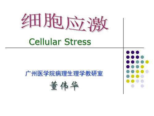 细胞应激-参考课件