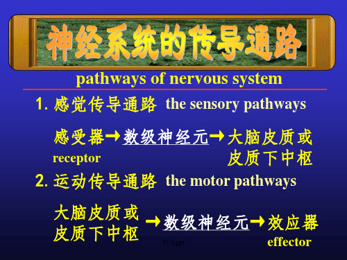 系统解剖学10传导路