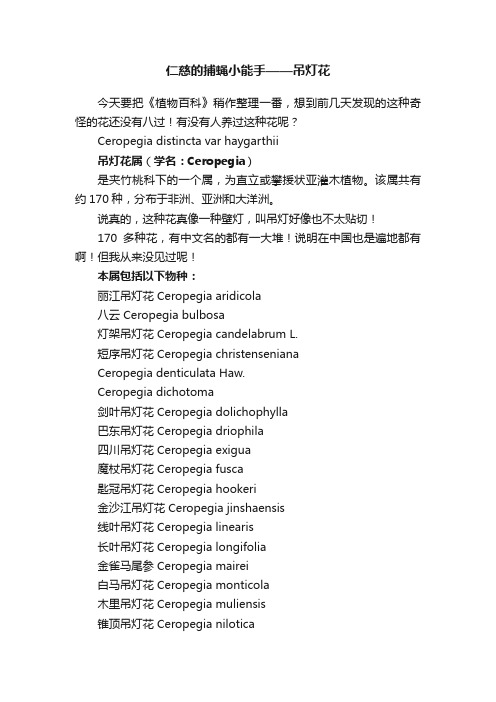 仁慈的捕蝇小能手——吊灯花