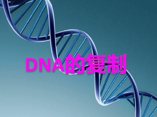 DNA复制PPT课件