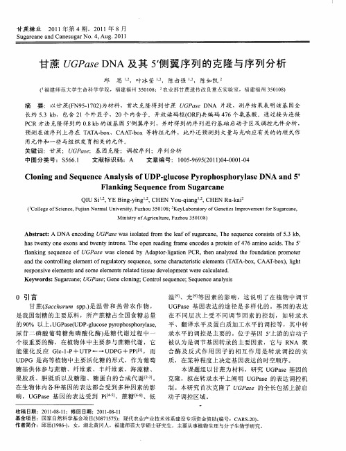 甘蔗UGPase DNA及其5’侧翼序列的克隆与序列分析