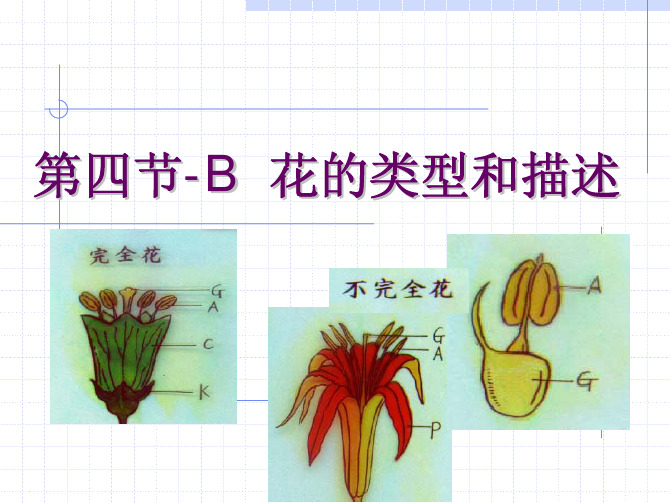 药用植物学06第四节  花(2)