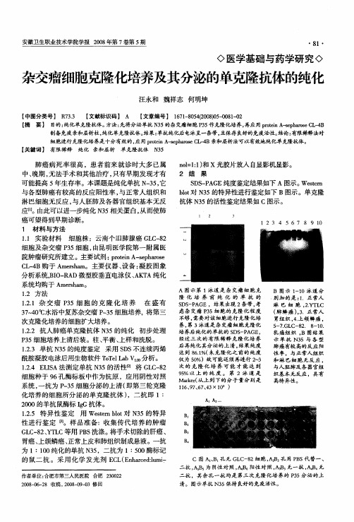 杂交瘤细胞克隆化培养及其分泌的单克隆抗体的纯化