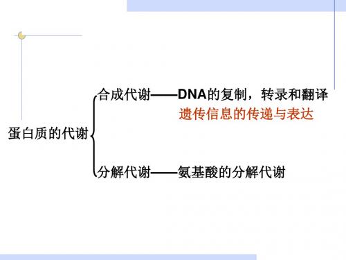 生物化学氨基酸代谢