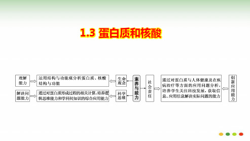 1-3 蛋白质和核酸