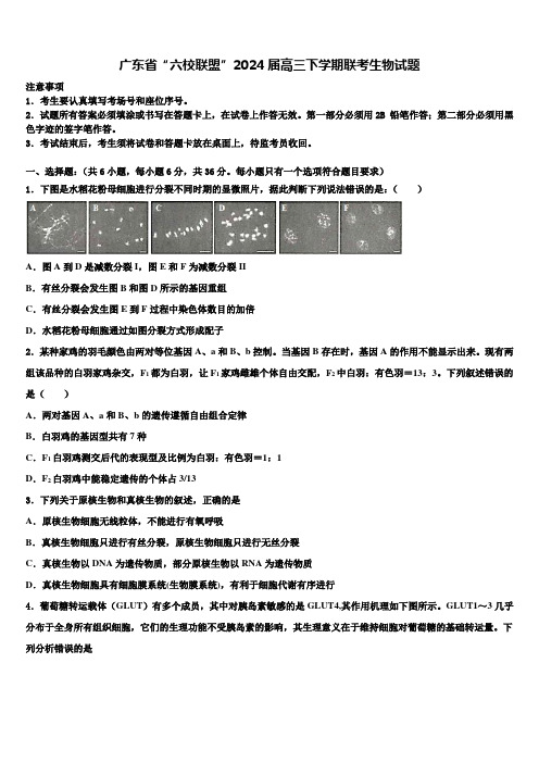 广东省“六校联盟”2024届高三下学期联考生物试题含解析