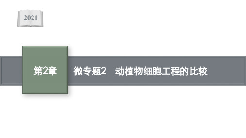 新教材高中生物第2章细胞工程微专题2动植物细胞工程的比较课件新人教版选择性必修3102213242