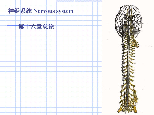 周围神经总论脊神经-PPT文档