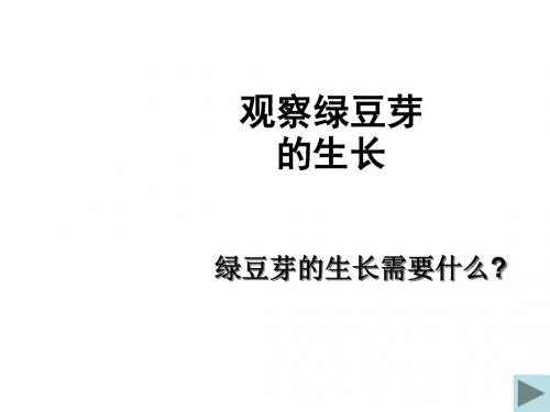 五年级科学上册1.3观察绿豆芽的生长课件5教科版