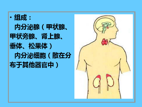 内分泌系统疾病的病理学变化(病理病生理学课件)