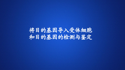 高中生物课件《将目的基因导入受体细胞 和目的基因的检测与鉴定 》