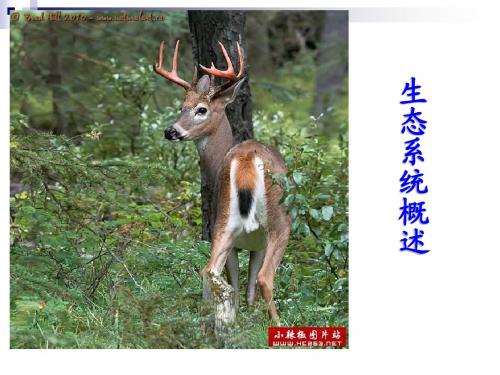 八年级生物下册23.2生态系统概述课件1(新版)北师大版