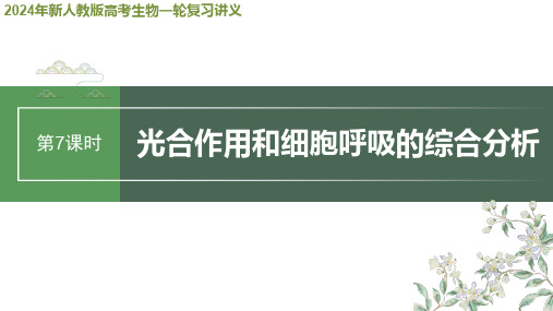 2024年新人教版高考生物一轮复习讲义  第3单元 第7课时 光合作用和细胞呼吸的综合分析