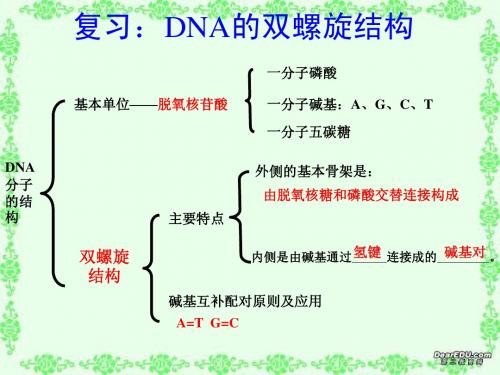 第三章 第三节 DNA的复制