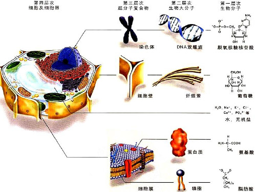 细胞膜的结构与功能 上课课件 【人教版教材】高中生物必修一