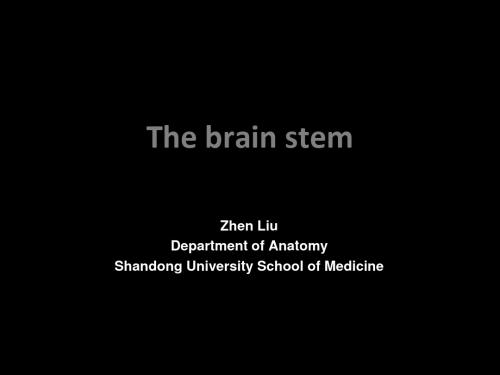 Brain stem分析课件 共53页