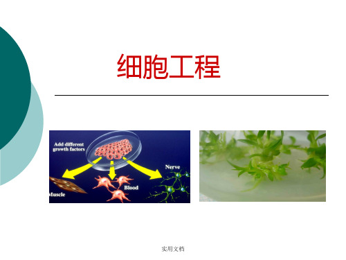 优质公开课 植物细胞工程