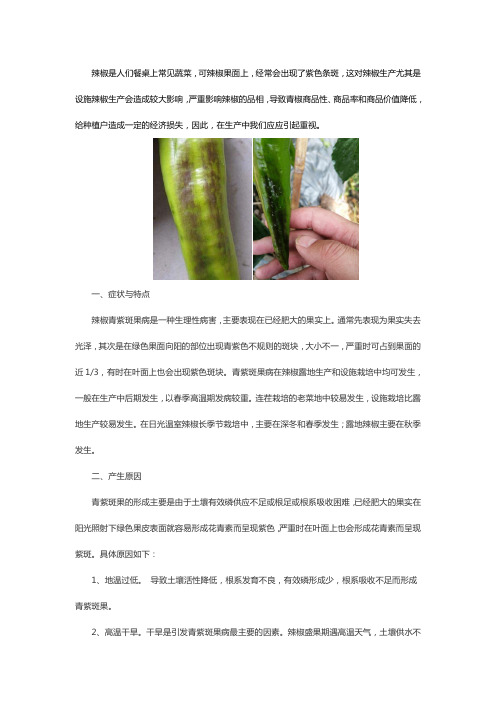 辣椒表面产生紫色条斑的原因
