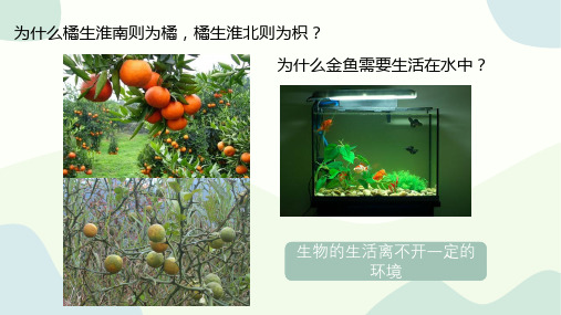 1.2.1生物与环境的关系课件(共24张PPT) 人教版生物七年级上册