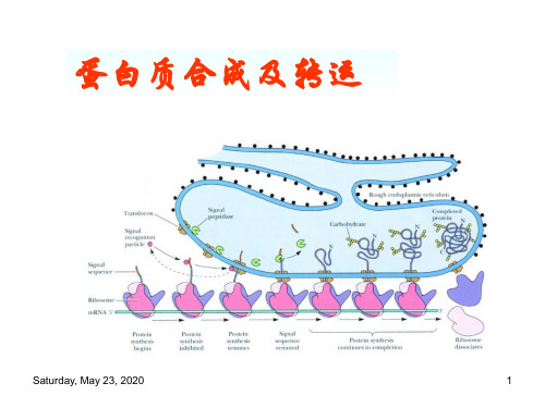 蛋白质合成及转运