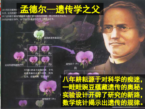 高考生物一轮复习第1节孟德尔的豌豆杂交实验课件高三全册生物课件