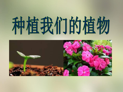 教科版三年级下册科学《种植我们的植物》植物的生长变化PPT说课教学研讨课件