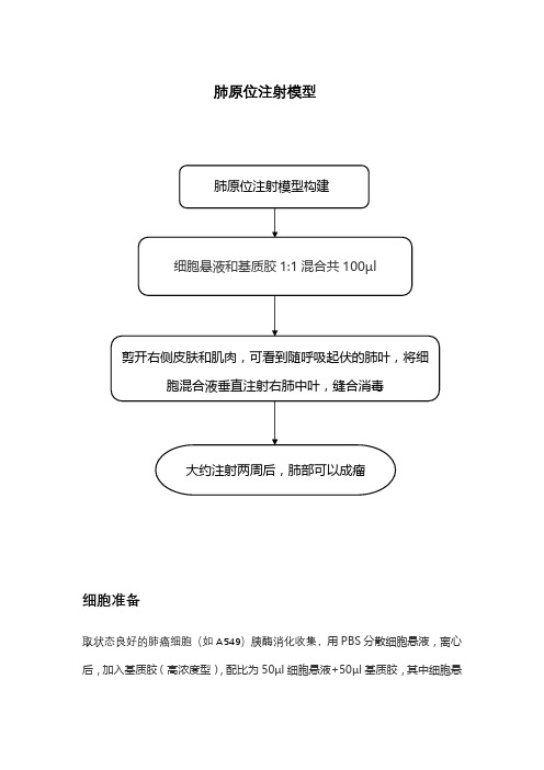 肺原位注射模型