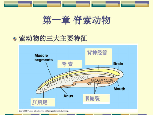 脊椎动物学上ppt课件