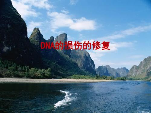 DNA的损伤和修复