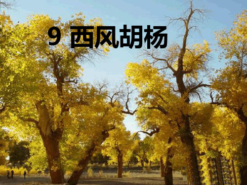西风胡杨