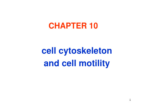 Ru-第10章 细胞骨架 20161115(1)