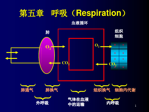 生理学课件：第五章 呼吸(Respiration)1