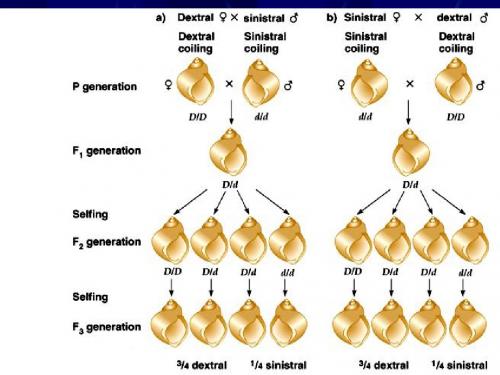 遗传学经典课件 第10章 核外遗传