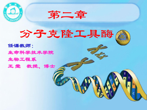 第二章 (用)分子克隆工具酶