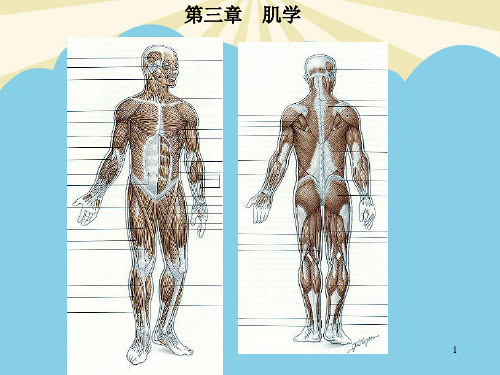 【正式版】肌学-解剖学教学课件PPT资料