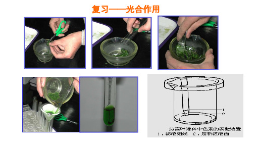 一轮复习——光合作用(复习)