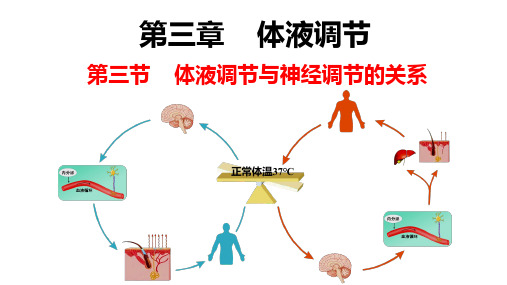 3.3体液调节与神经调节的关系