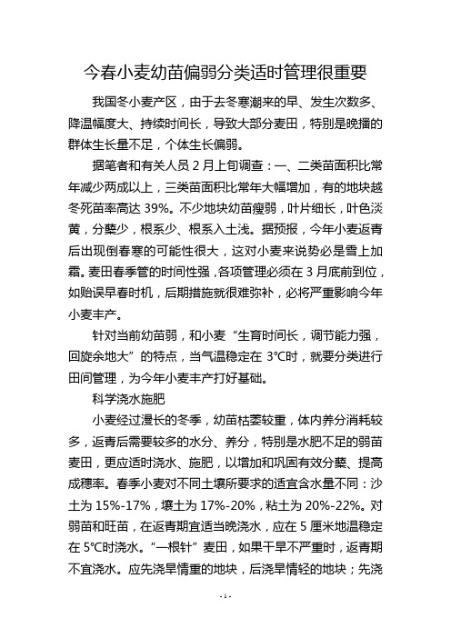 今春小麦幼苗偏弱分类适时管理很重要