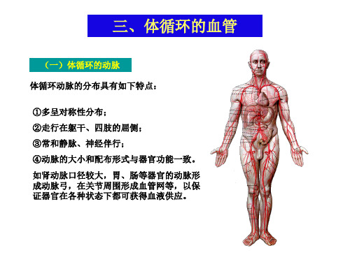 第二节血管体循环动脉PPT课件