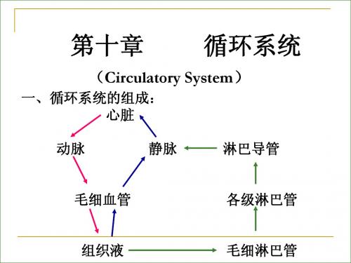 循环系统