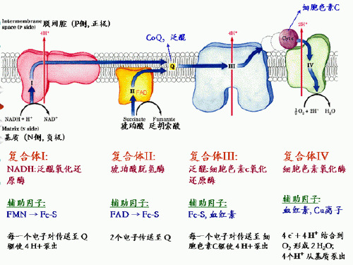 氧化呼吸链的排列顺序