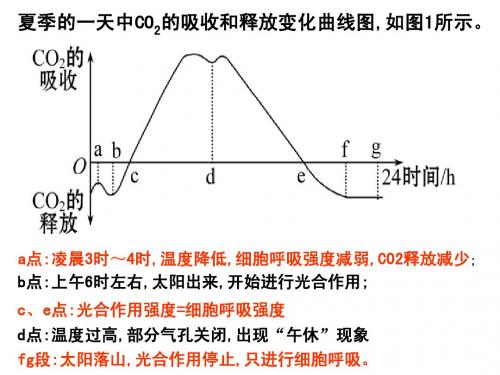 光合作用(复习)