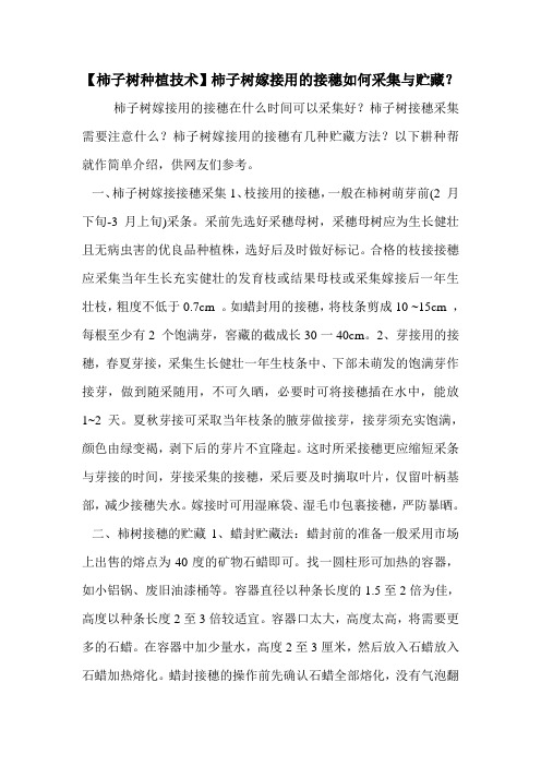 【柿子树种植技术】柿子树嫁接用的接穗如何采集与贮藏?