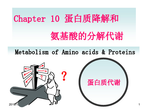 蛋白质的降解和氨基酸的分解代谢