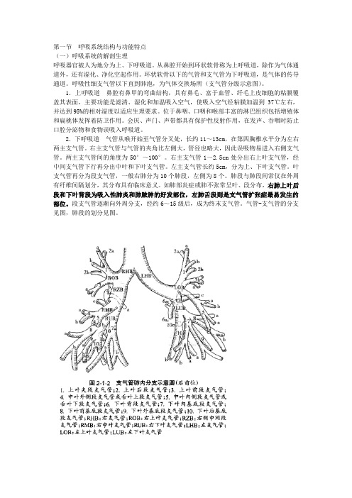 呼吸系统结构与功能特点