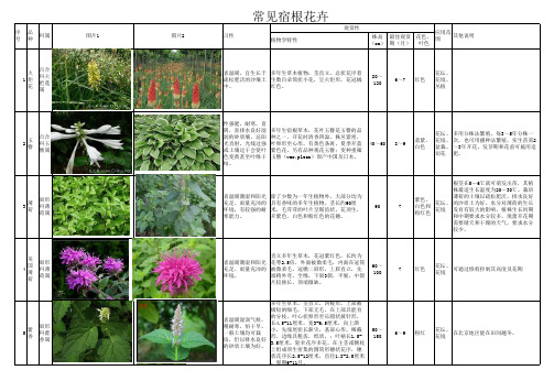 最新常见宿根花卉(图片)